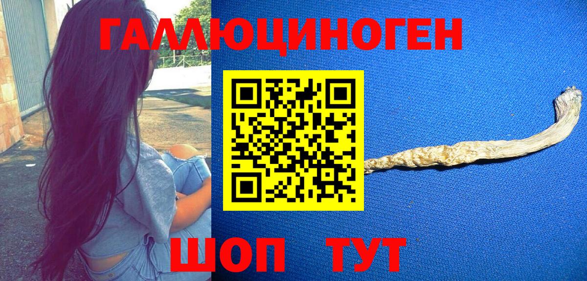 Галлюциногенные грибы Psilocybine cubensis Томск